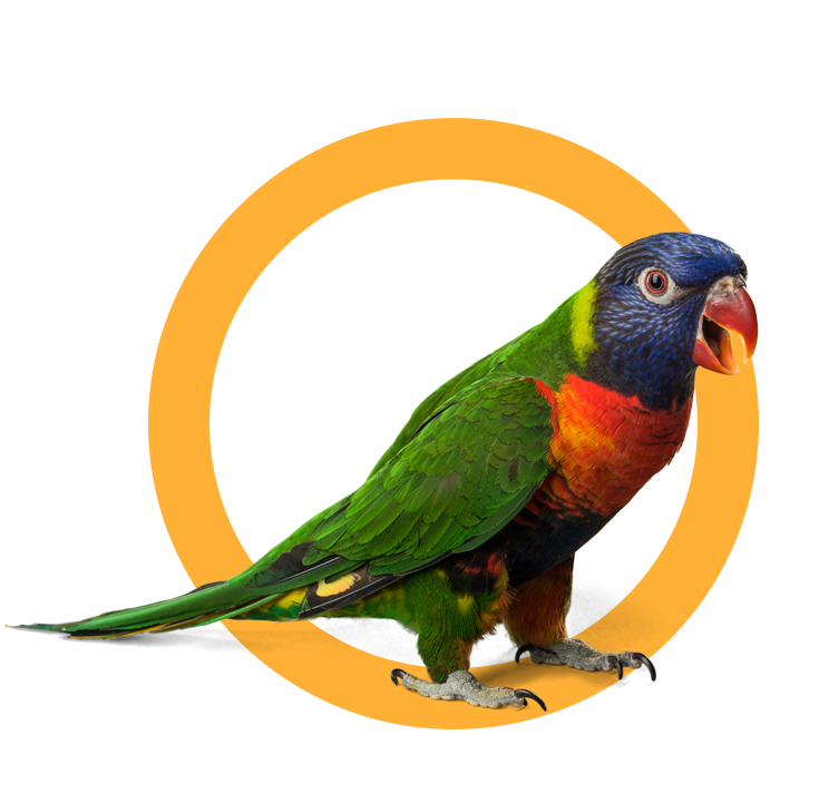 parrot-01