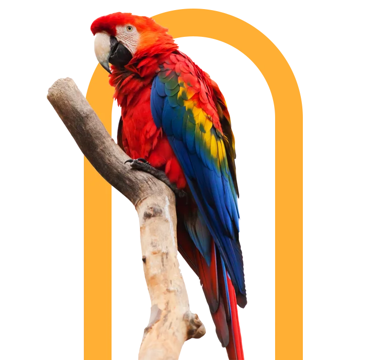 parrot-02.png