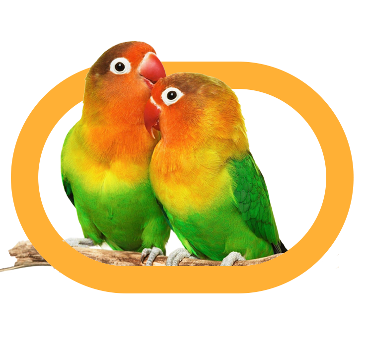parrot-03