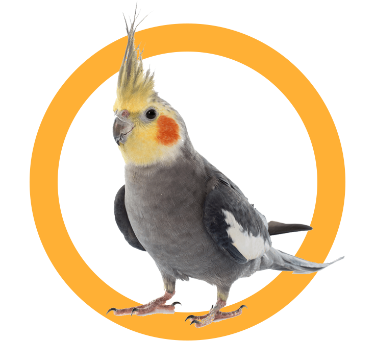 parrot-04