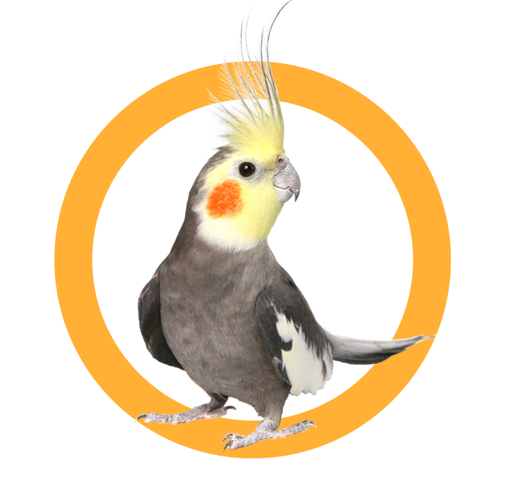 parrot-05