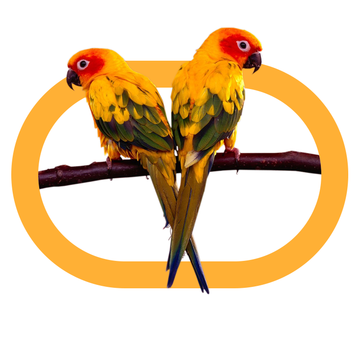 parrot-06