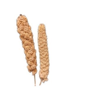 ارزن خوشه ای